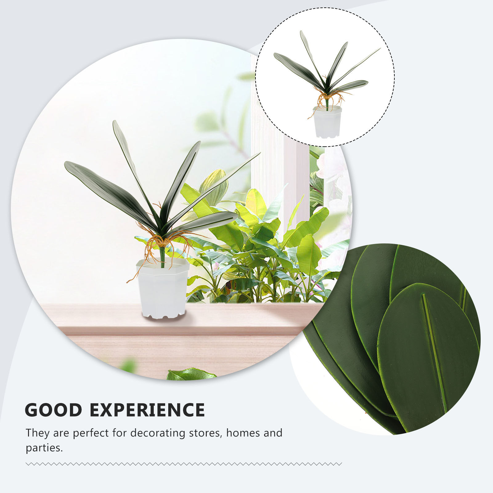 2Pcs Premium Artificial Phalae - Home Office Alternative 评论和价格
